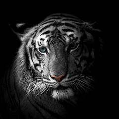 Tigers