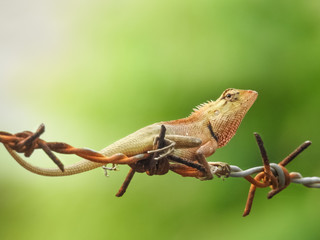 Chameleon climbing on the barbed wire fence with green background