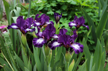 The colorful irises in spring garden.
