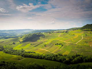 grapevine landscape with village
