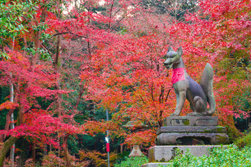 京都　伏見稲荷大社のきつね像と紅葉