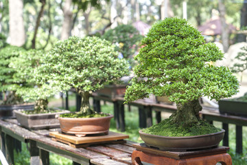 Fototapeta na wymiar Green bonsai tree in a pot plant in the shape of the stem is shaped artisans create beautiful art in nature