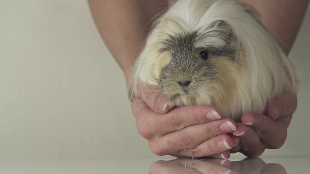 Favorite guinea pig breed Coronet cavy trusting in good gentle female hands slow motion stock footage video
