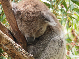 Koala sleeping