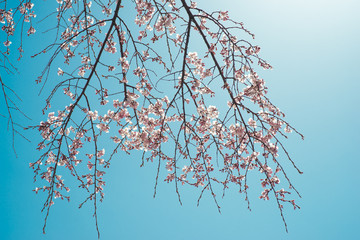 Beautiful cherry blossom sakura in spring time over blue sky.
