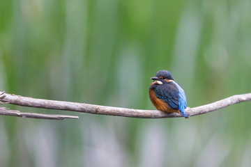 young common kingfisher (Alcedo atthis) sitting on branch