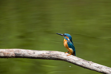 male common kingfisher (Alcedo atthis) sitting on branch