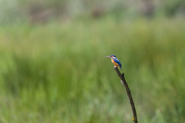 female common kingfisher (Alcedo atthis) sitting on branch
