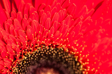 Macro image of red gerbera.