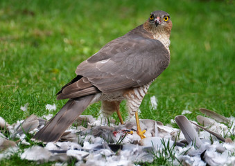 Female sparrowhawk with Collared Dove prey.
