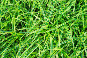 Texture of pattern fresh long leaves green bush for background 