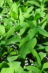 Lilies of the valley