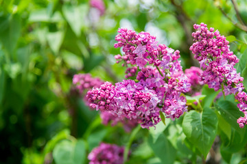 beautiful bunch of purple lilac in flowering in sunny spring day