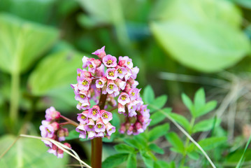Obraz premium beautiful spring pink flower Bergenia (elephant-eared saxifrage,