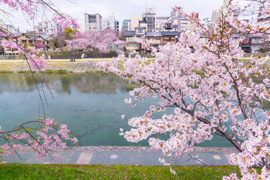 京都　鴨川の桜