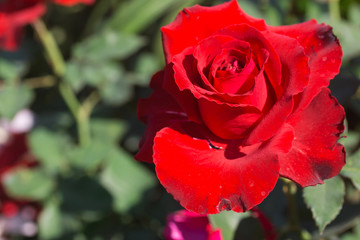 fresh Red rose  flower in Thailand garden
