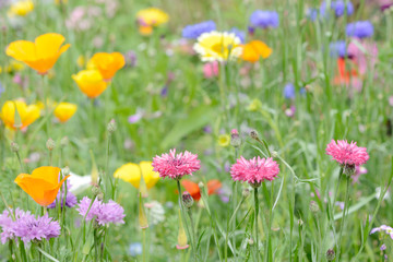 summer flowers in the nature