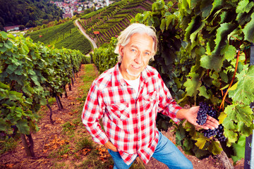 Winemaker Standing By His Vineyard