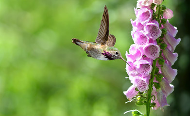 Hummingbird with flowers of purple foxglove
