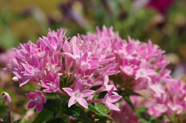 Pentas (Egyptian starcluster)