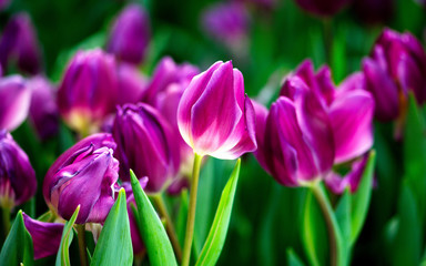 Naklejka premium Tulip flower beautiful
