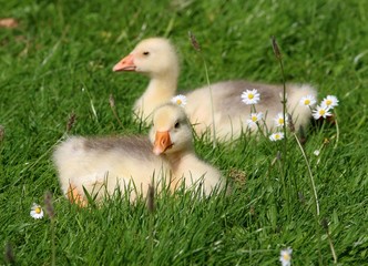 Baby goslings in spring