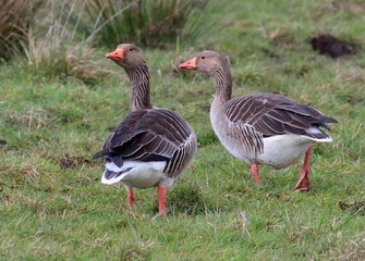 Pair of Greylag geese (Anser Anser) in a meadow, looking over shoulder