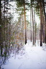 Fototapeta premium Winter siberian forest in the morning
