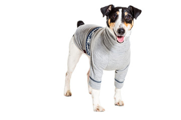 Fox terrier posing in studio on white background. isolated