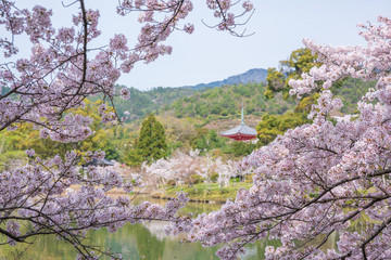 京都　大覚寺　大沢池の桜