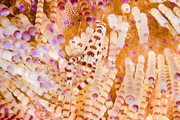 Close up of Coleman's Shrimp   © uwimages