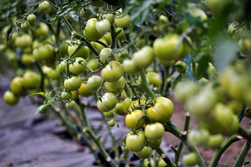 Growing tomatoes on trellis in a large greenhouse soil