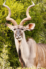 Greater Kudu chewing on a leaf