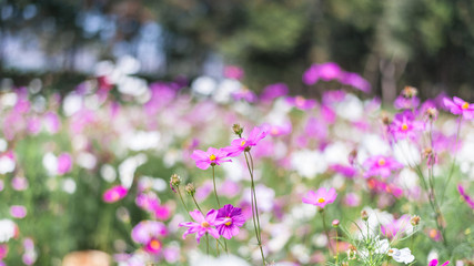 Obraz na płótnie Canvas Purple, pink, white cosmos flowers in the garden. Cosmos flower (Cosmos Bipinnatus) with blurred background.