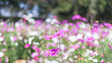 Fototapeta premium Purple, pink, white cosmos flowers in the garden. Cosmos flower (Cosmos Bipinnatus) with blurred background.
