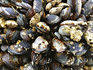 Mussels