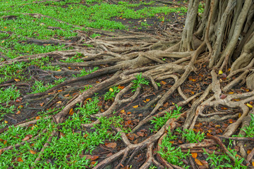 Roots of a tree and green grass background