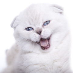 Fototapeta premium Katzenbaby BKH weiß mit blauen Augen Poster Nahaufnahme