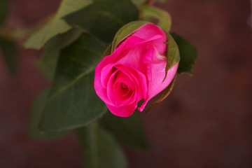 Delicate beautiful rose on a plain background