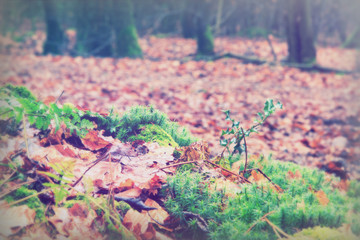English woodland on a foggy misty morning
