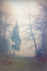 Fototapeta na wymiar English woodland on a foggy misty morning
