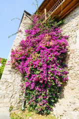 Fototapeta na wymiar Bright pink flowers growing on stone wall