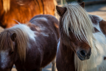 Color picture of Shetland ponnies on a farm - 136156709