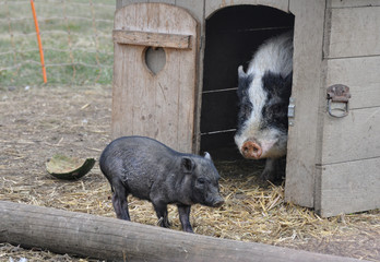 Zwei Mini Schweine, Bauernhof