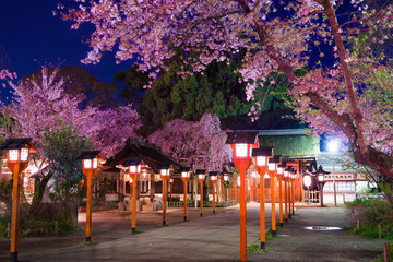 京都　平野神社の夜桜