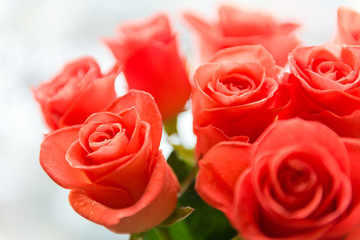 roses closeup with water drops