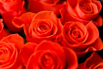 roses closeup with water drops