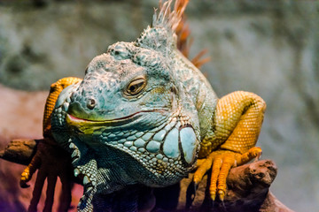 portrait of big iguana basking on a branch