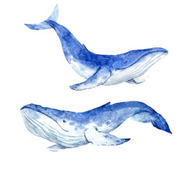 Fototapeta premium Watercolor blue whale
