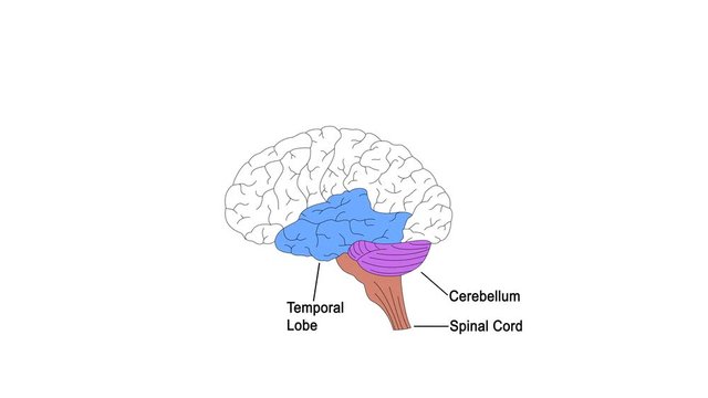 Parts of brain labels animation